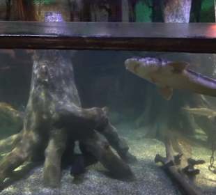 Sea Life
