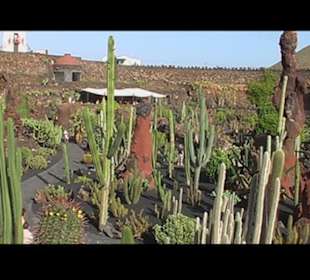 Kakteen so weit man sehen kann