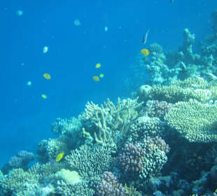 Hausriff Arabia Azur Resort