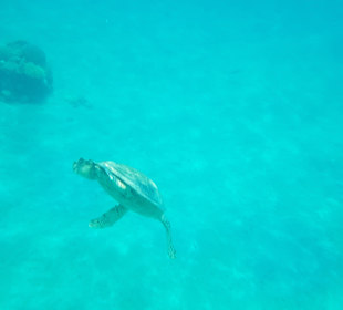 Schnorcheln Makadi Bay