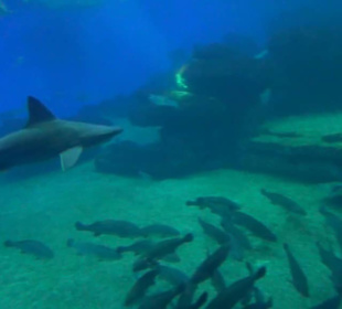 Palma Aquarium