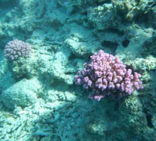 Korallenriffe