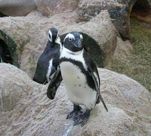 Pinguino