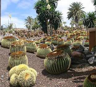 Botanischer Garten im Oasis-Park
