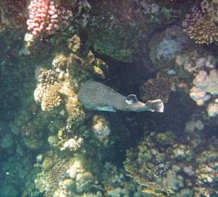 Fische im Hausriff Tulip Resort