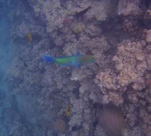 Traumhaftes Riff mit toller Unterwasserwelt