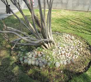 Сад с мексиканскими растениями в нац. дворце