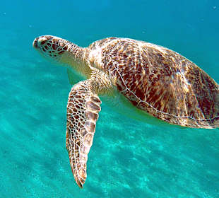 Schnorcheln Marsa Alam