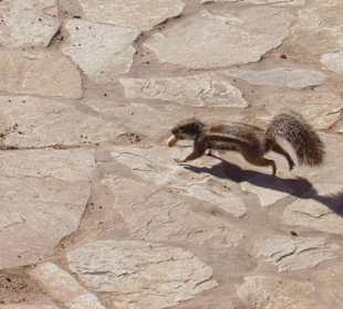 Erdhörnchen auf Fuerte