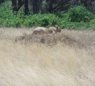 Ein männlicher Löwe