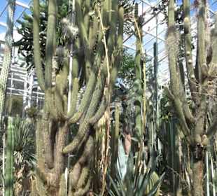 Gewächshäuser Botanischer Garten