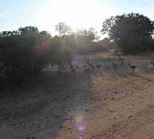 Krüger Nationalpark