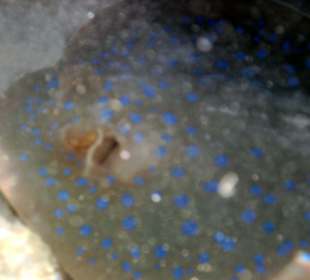 Blaupunkt-Rochen Großaufnahme