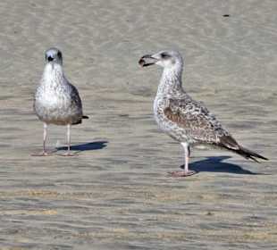 Möwen an der Playa del Matorral
