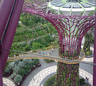 Supertree by Indochine - Gardens by the Bay