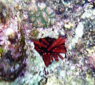 Ich weiß nicht was es ist, aber schön