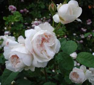 Rosarium Gruber bei Eferding