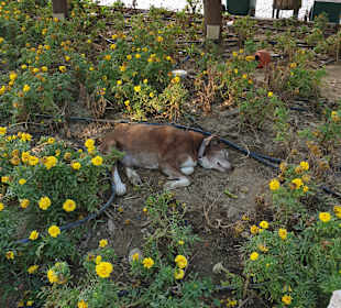 Manavgat Wasserfälle