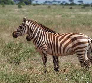 Zebras