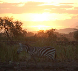 Zebra im Sonnenuntergang 
