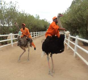 Straußenrennen- nicht mein Geschmack!