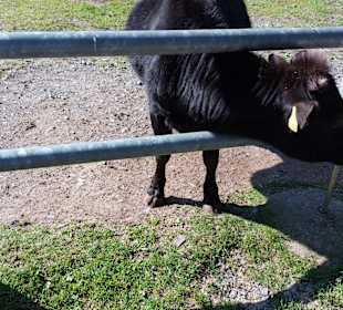 Wildpark Osterzgebirge