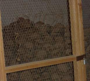 Die Gebeine der Heiliegen