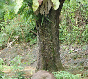 Känguruh