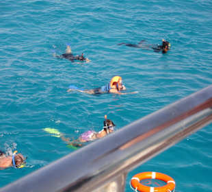 Das sind keine Delfine!