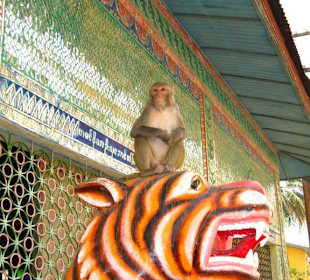 Die allgegenwärtigen Affen