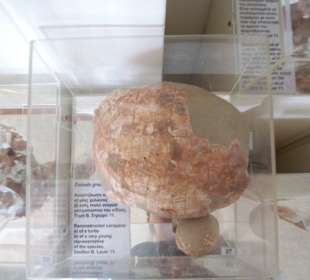 Einer der Schaukästen im Museum