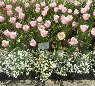 Botanischer Garten München