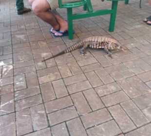 Wasserfälle von Iguazu. Ein Weltwunder