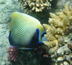 Imperator-Kaiserfisch