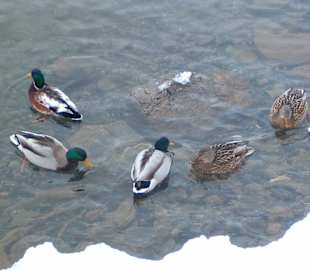 Die Enten im See von Lenzerheide.