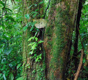 La Paz Waterfall Gardens