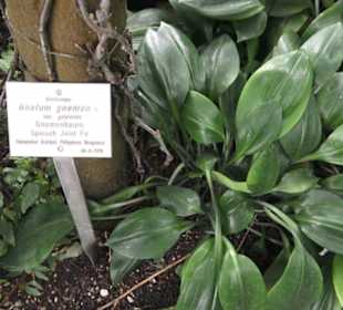 Tropenhaus - Schaugewächs -  Botanischer Garten