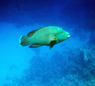 Napoleon`s gibt`s auch einige