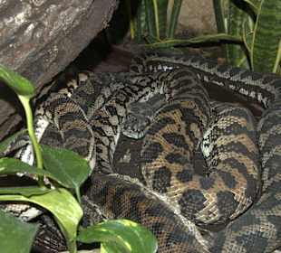 Rautenpython
