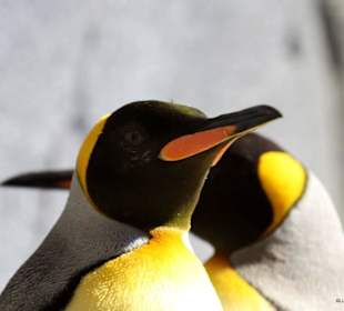 Ausblick auf das Eismeer