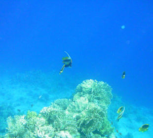 Unterwasserwelt Hotel Sharm Plaza