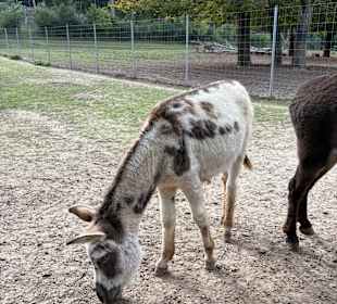 Alsdorf Zoo