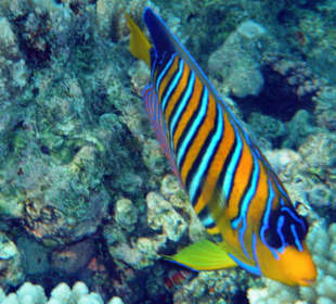 Hotel Lahami Bay Hausriff