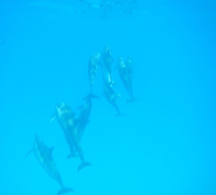 Delfinausflug
