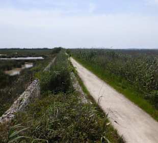 Im Parc natural de s’Albufera de Mallorca