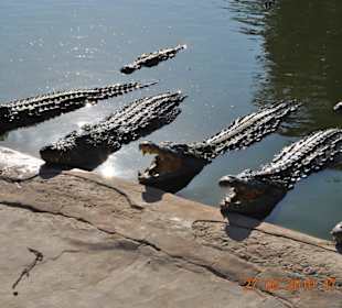 Krokofarm (Explorer)