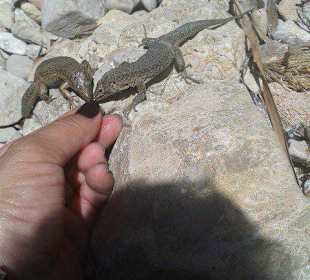 Neugierige Eidechsen