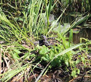 Gator Nest