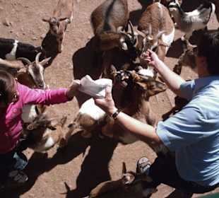 Im Streichelgehege-Tierpark Suhl