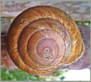 Grosse Seychellen Schnecke
